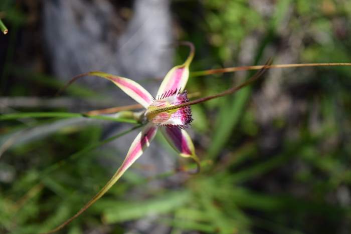 Caladenia - Orchid-Badgingarra-Vern-Westbrook-walk-Sep-2018p0014.JPG